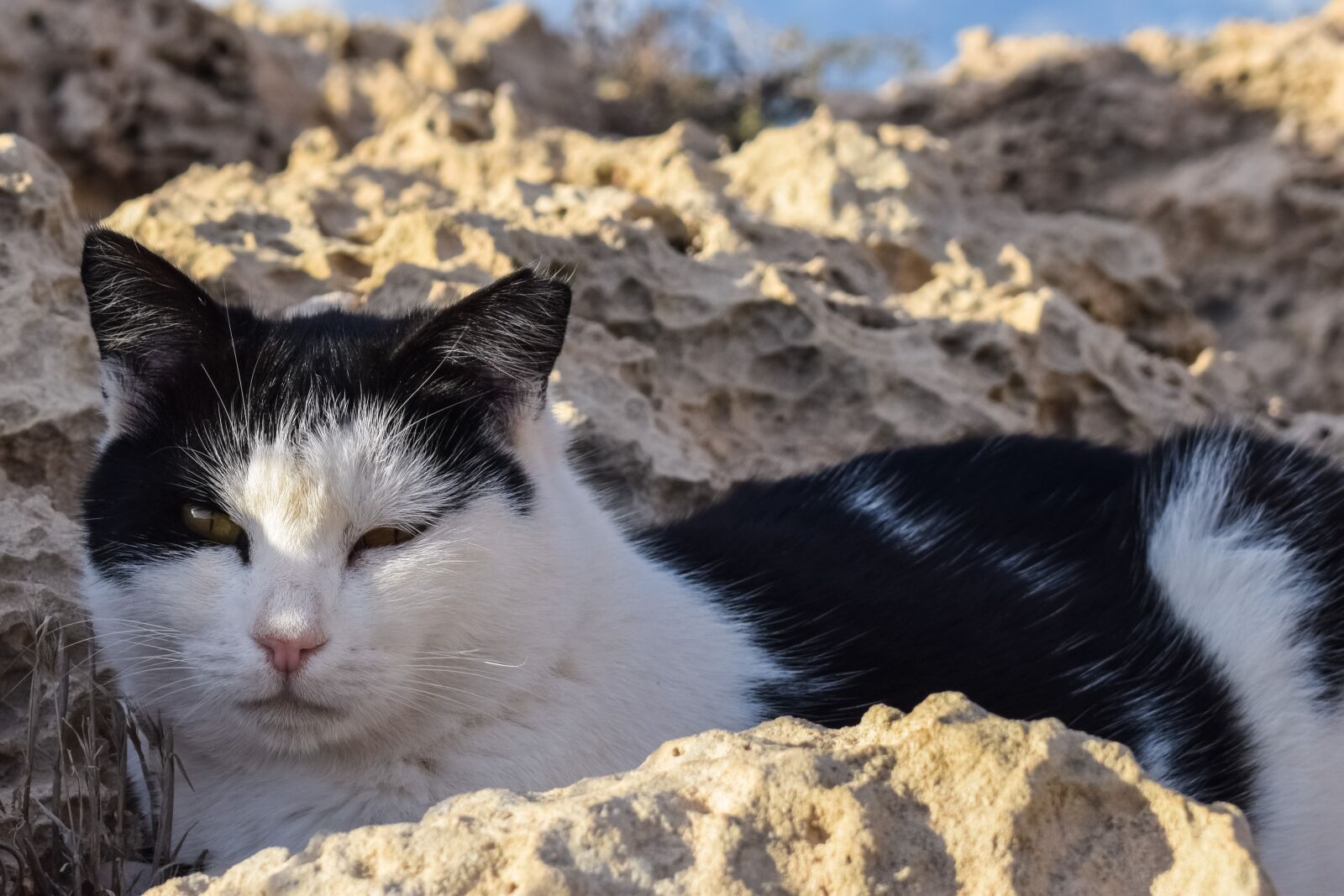 Nikon D3300 sample photo. Cat, feral, animal photography