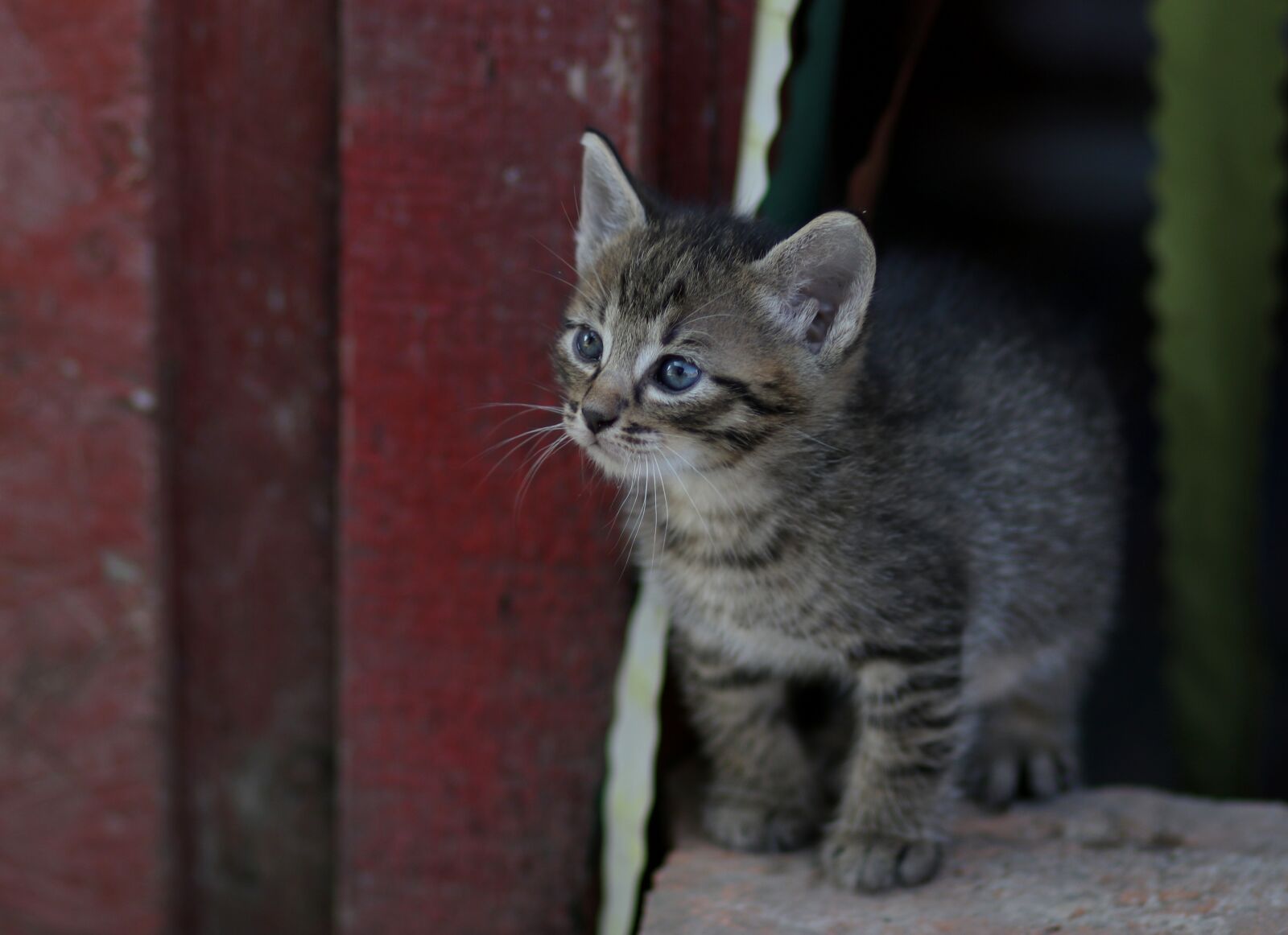 Canon EF 85mm F1.8 USM sample photo. Cat, small, playful photography