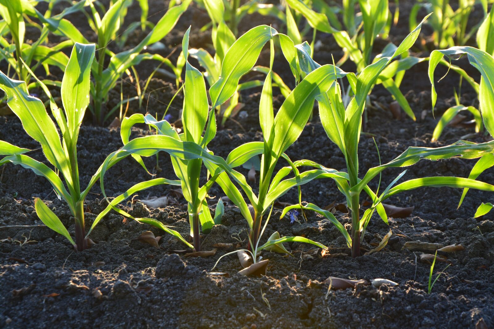 Nikon D5200 sample photo. Corn, agriculture, soil photography