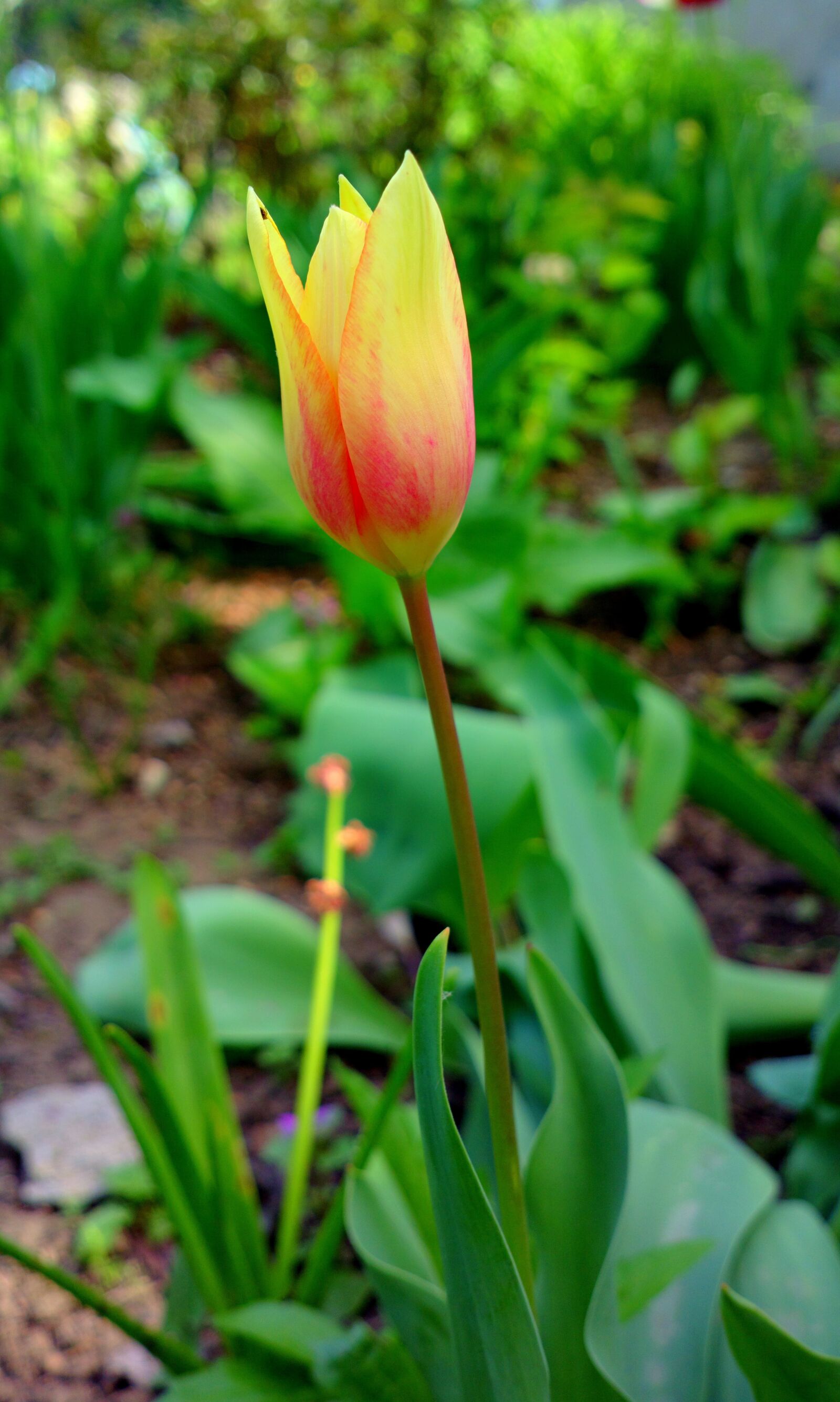 Nokia 808 PureView sample photo. Flower, tulip, tulips photography
