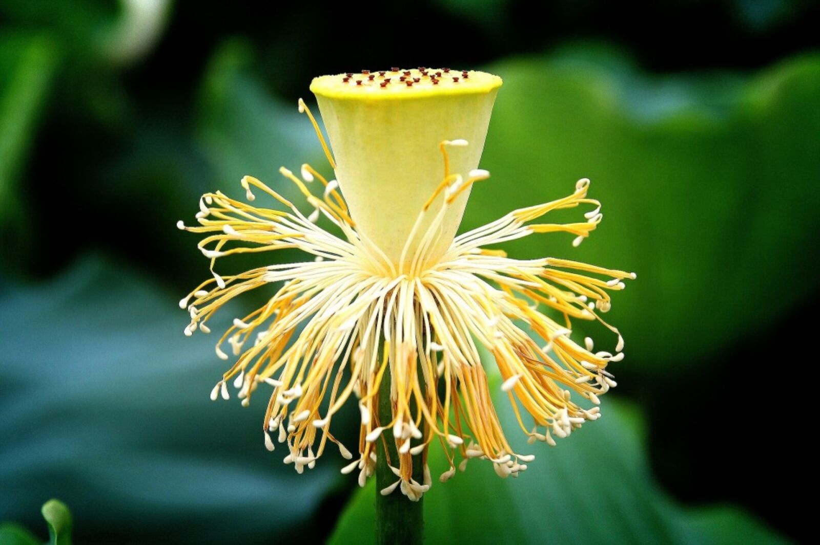 Canon EOS 60D sample photo. Lotus, seeds, nature photography