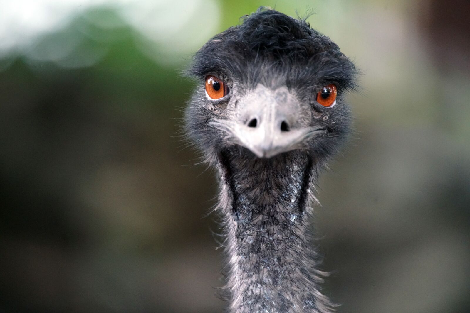 Sony a99 II sample photo. Emu, bird, animal photography