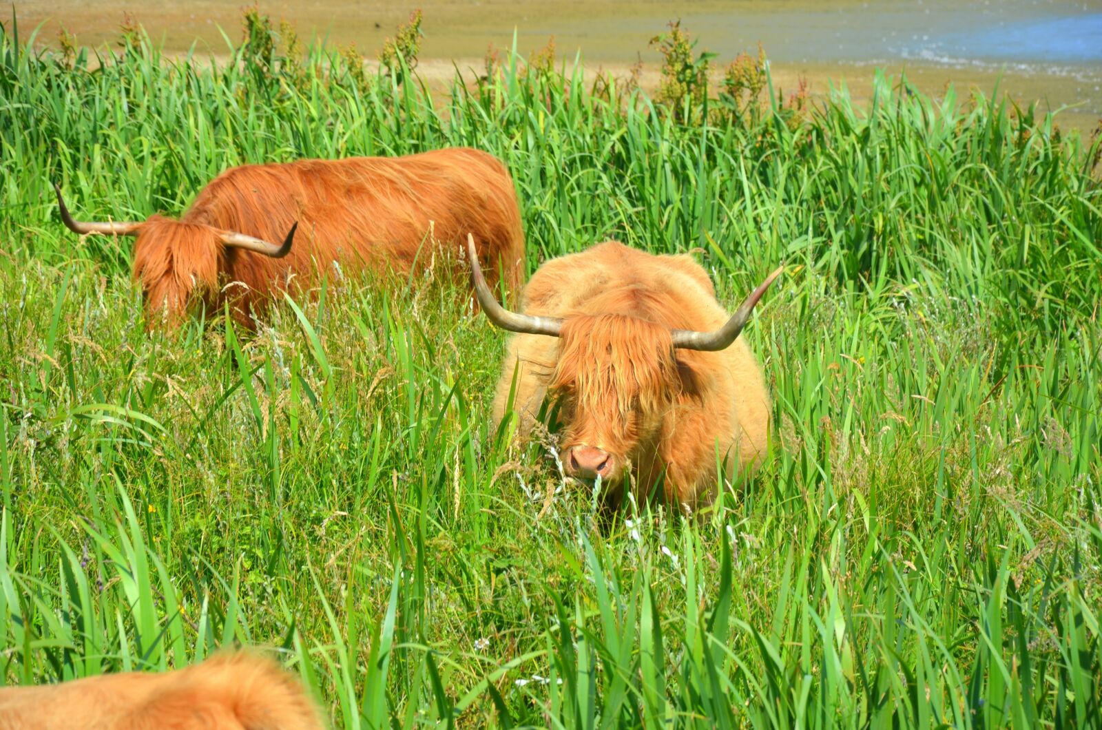 Nikon D5100 sample photo. Beef, holland, cow photography
