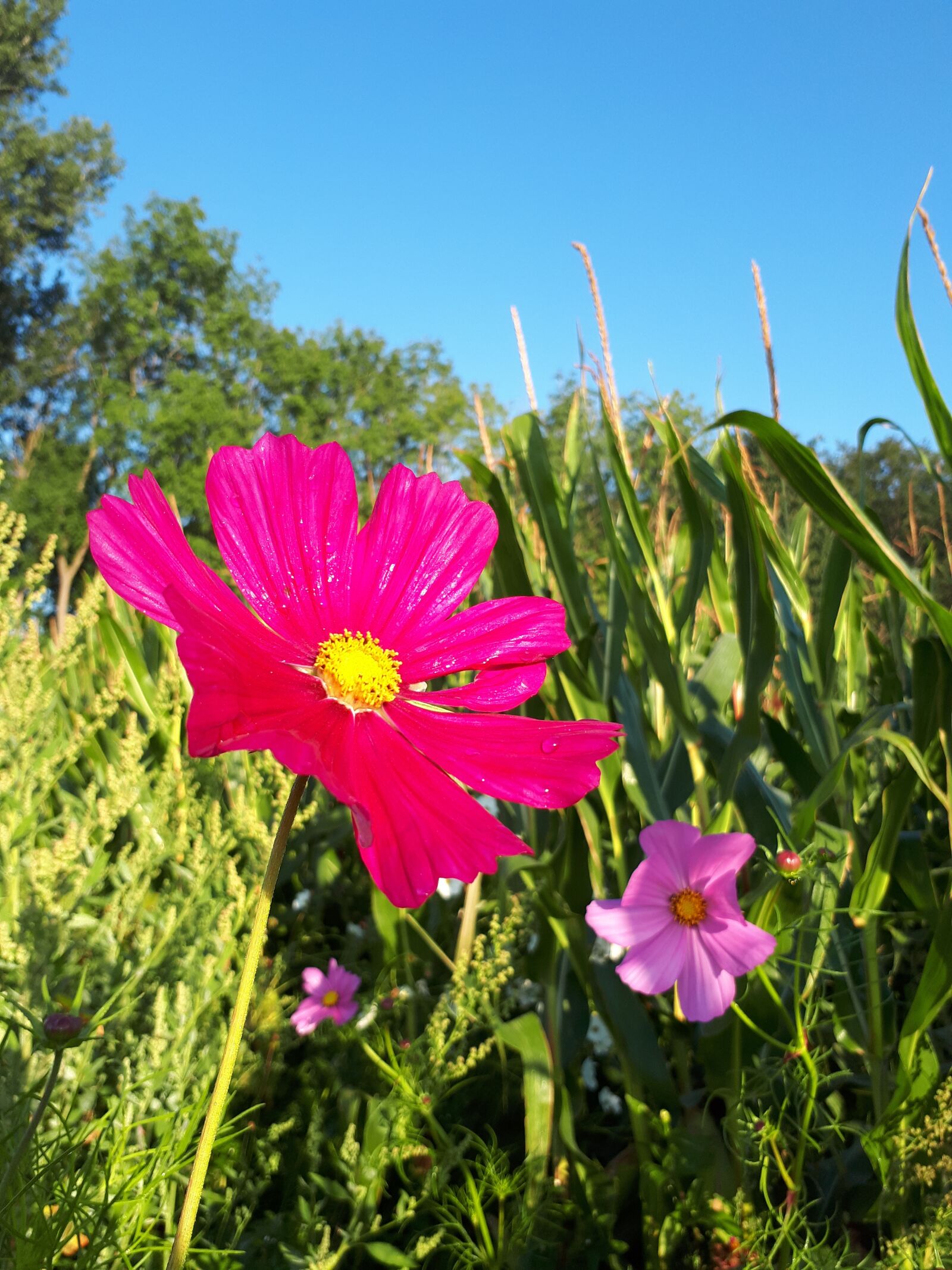 Samsung Galaxy A50 sample photo. Flower, sun, morgentau photography