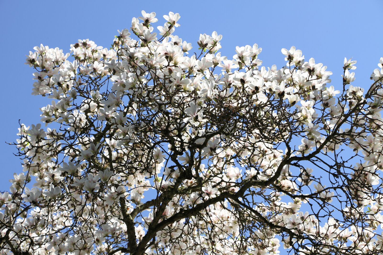 Canon EOS 7D sample photo. Tree, magnolia tree, beautiful photography