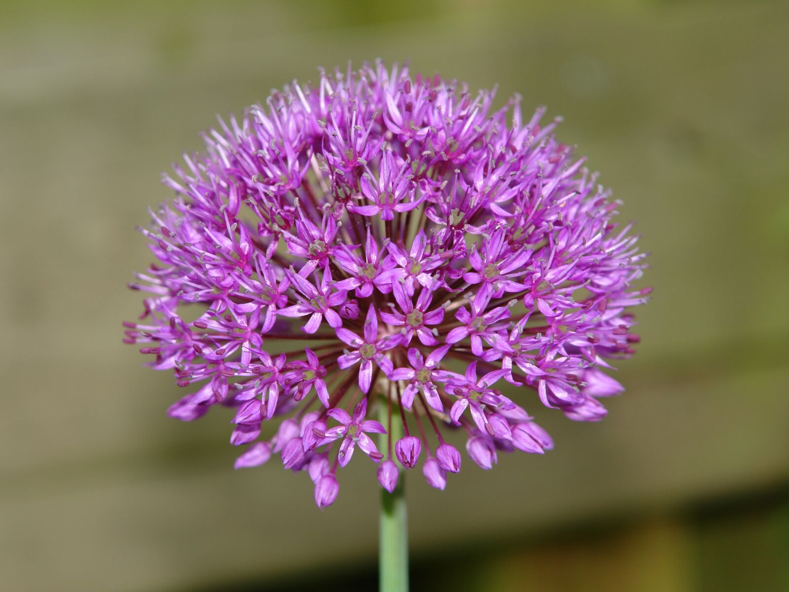 Sony DSC-R1 sample photo. Allium, ui, ornamental onion photography