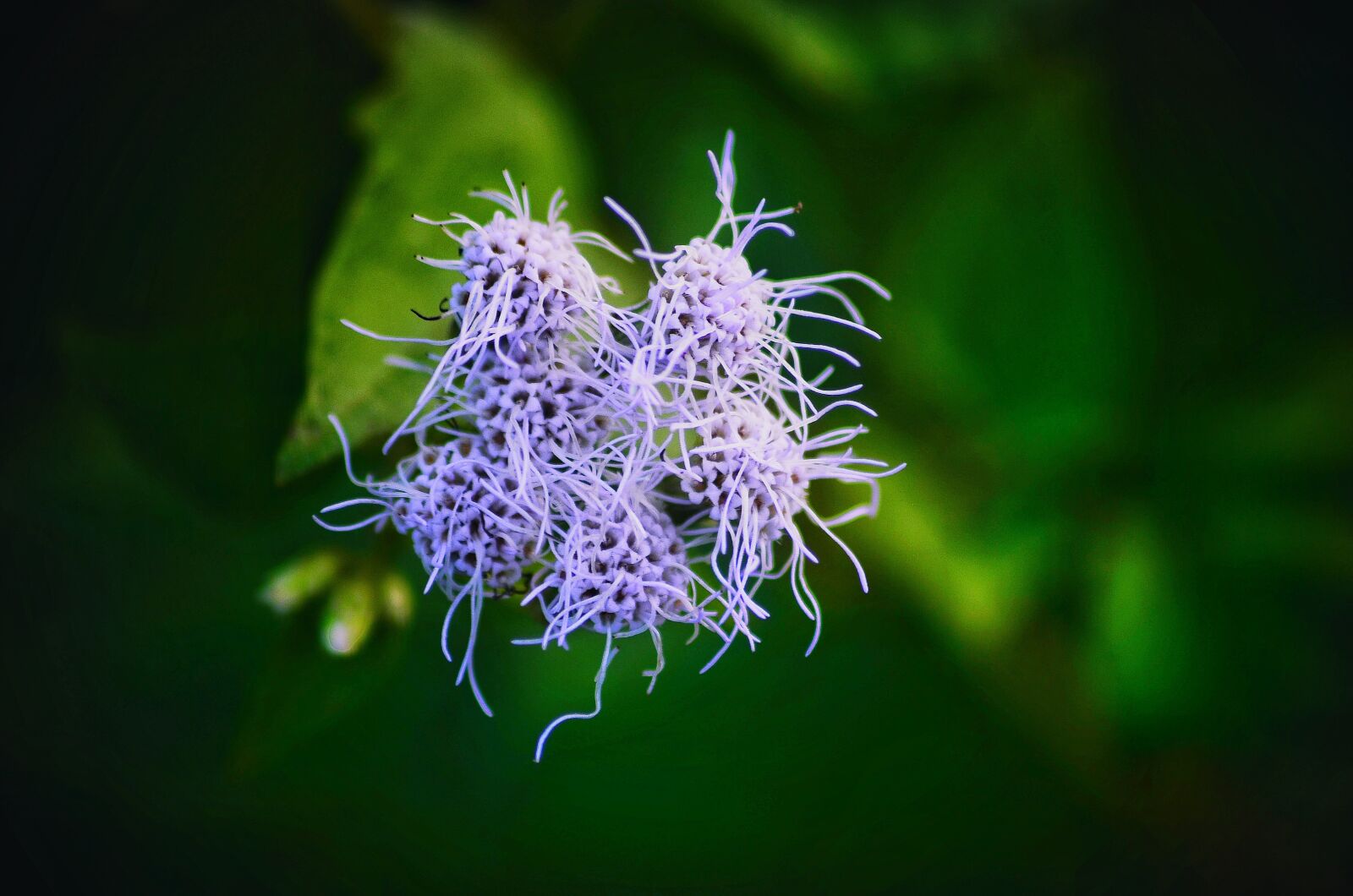 Nikon D5100 sample photo. Flower, white, beautiful photography