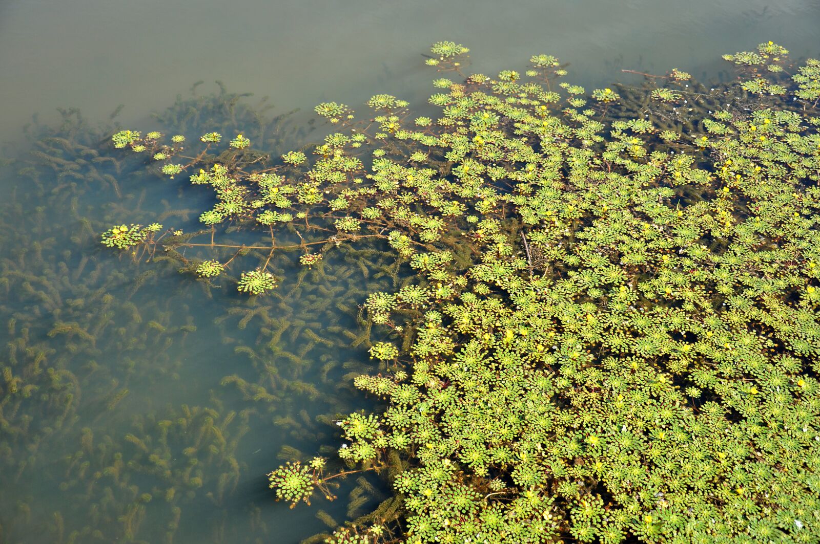 Nikon D90 sample photo. Nature, aquatic, foliage photography