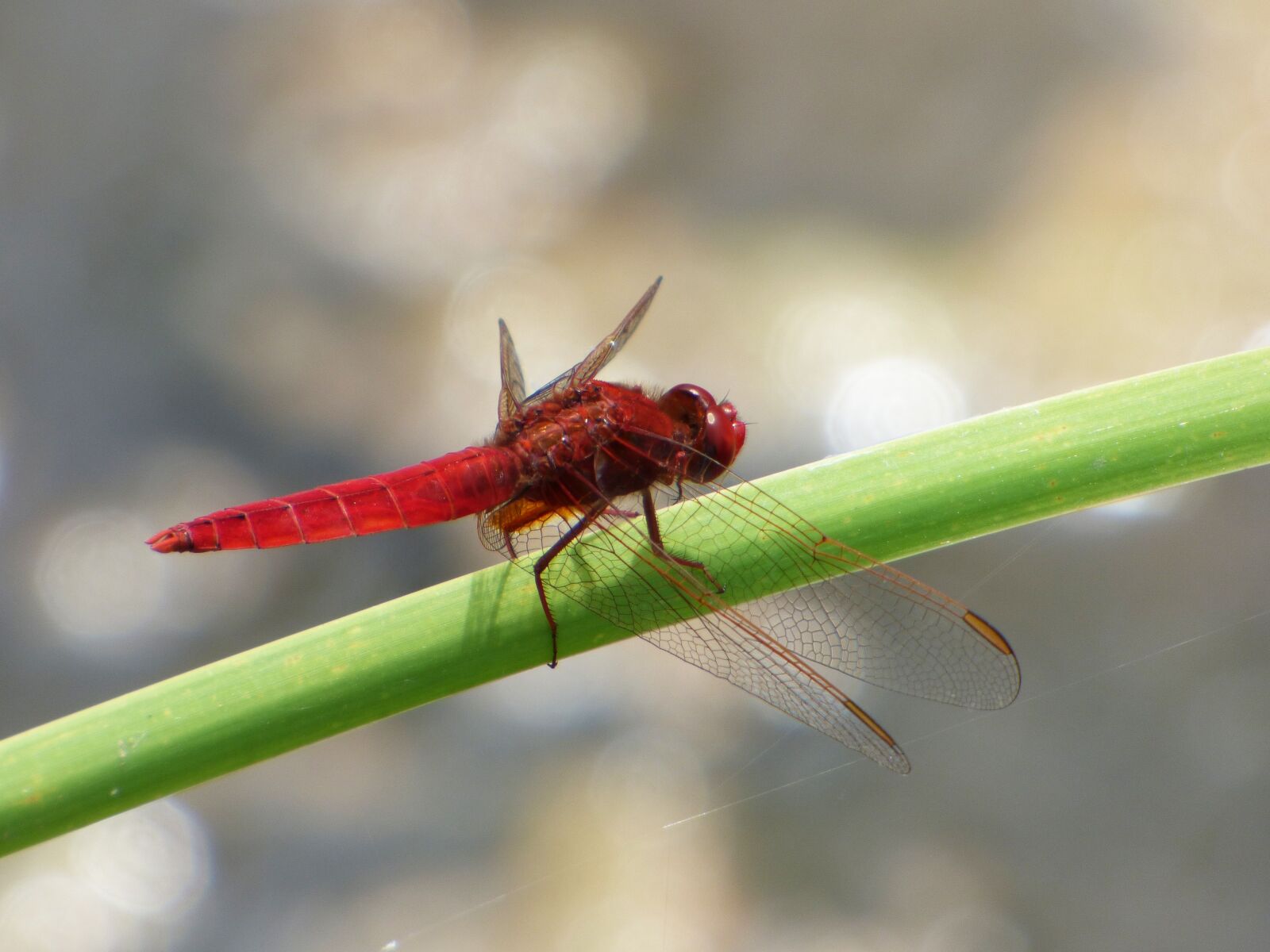 Panasonic Lumix DMC-FZ70 sample photo. Red dragonfly, wetland, cane photography