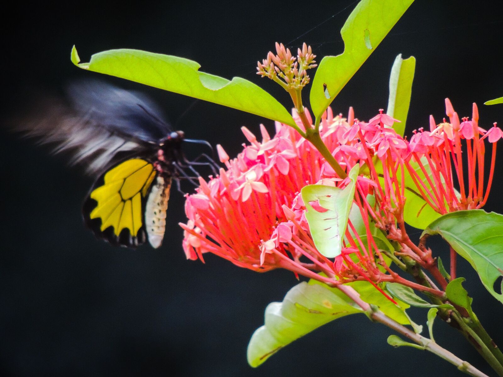 Nikon Coolpix P510 sample photo. Flower, butterfly, nature photography