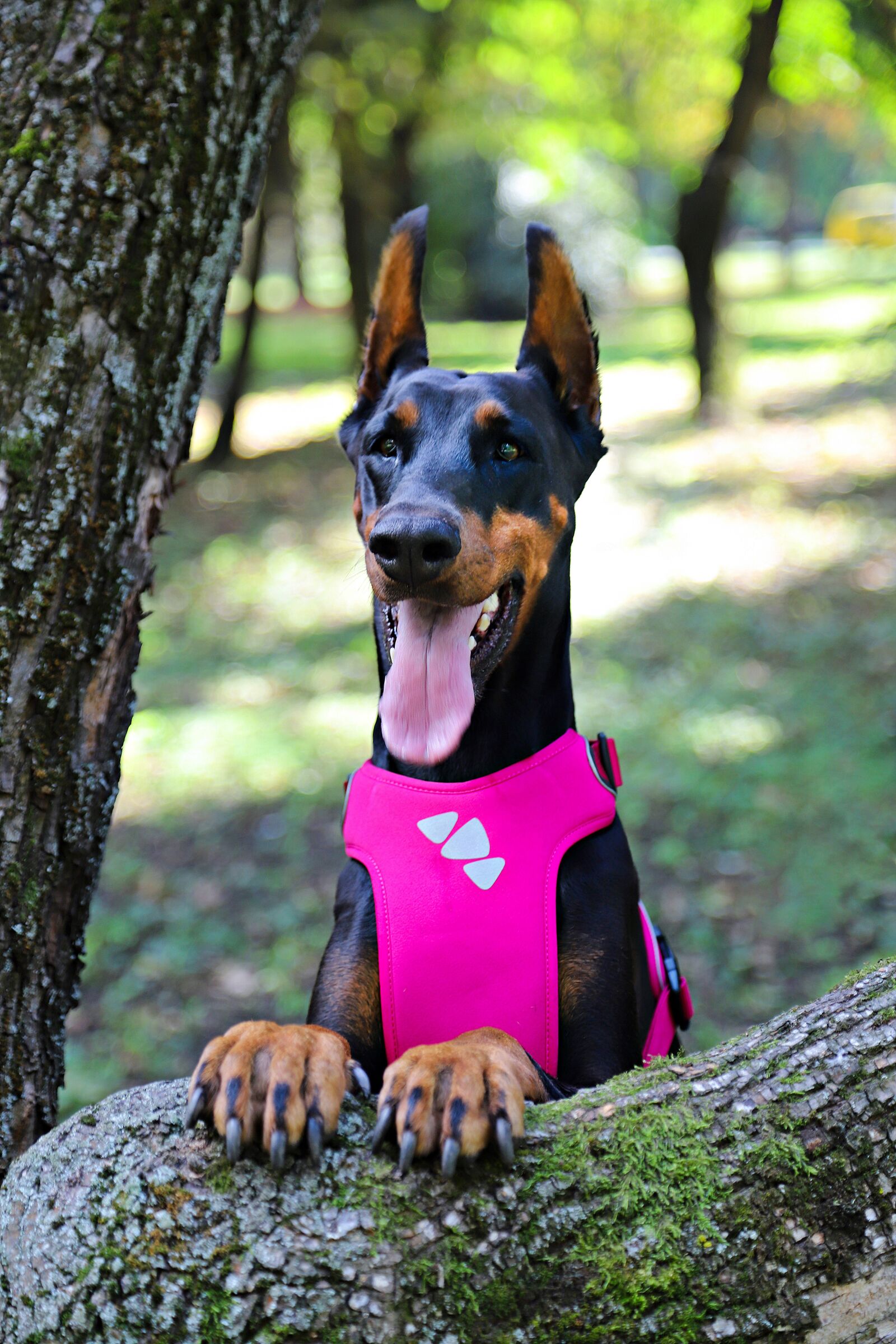 Canon EOS 6D Mark II sample photo. Doberman, dog, wood photography