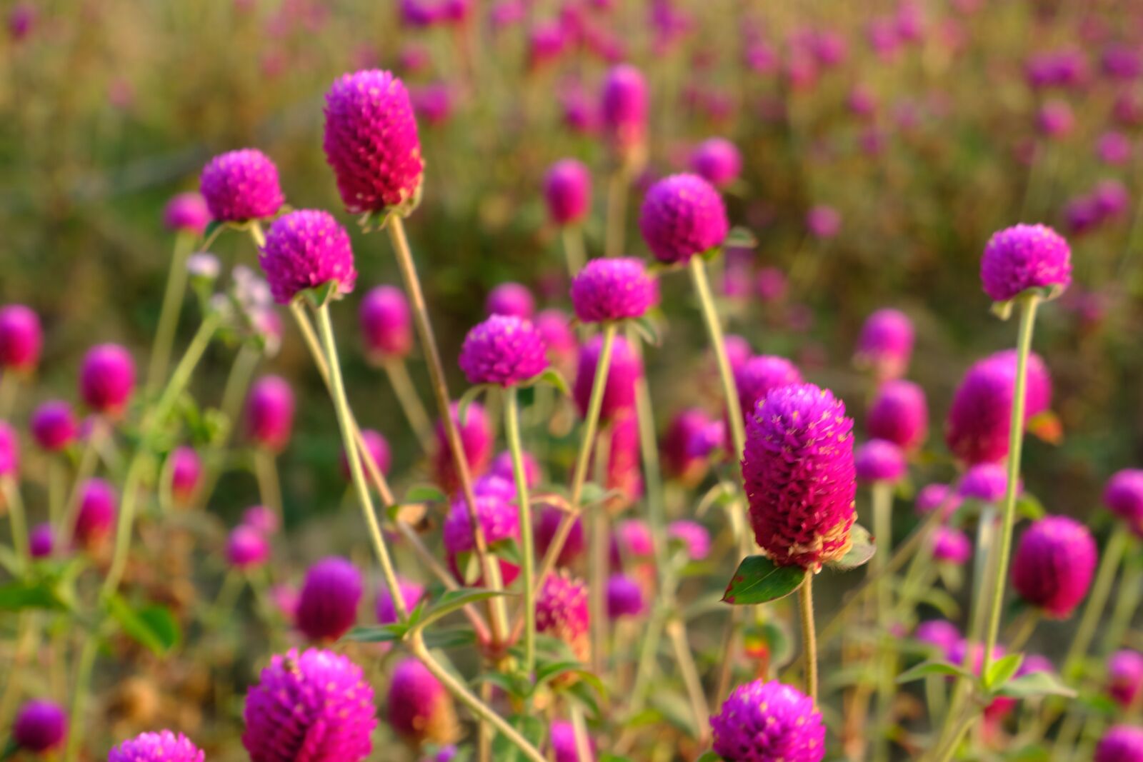 Fujifilm X-T30 sample photo. Purple, flower, spring photography