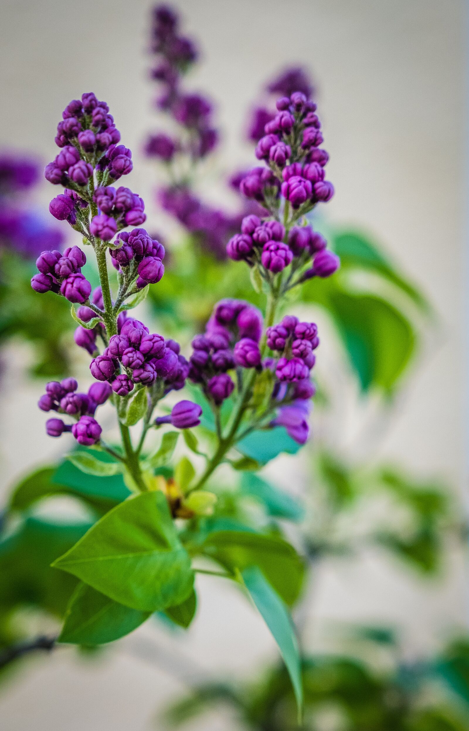 Fujifilm XF 16-55mm F2.8 R LM WR sample photo. Plant, flower, leaf photography