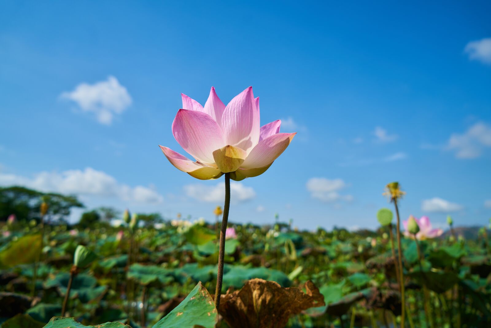Sony a7R II sample photo. Lotus, landscape, flower photography