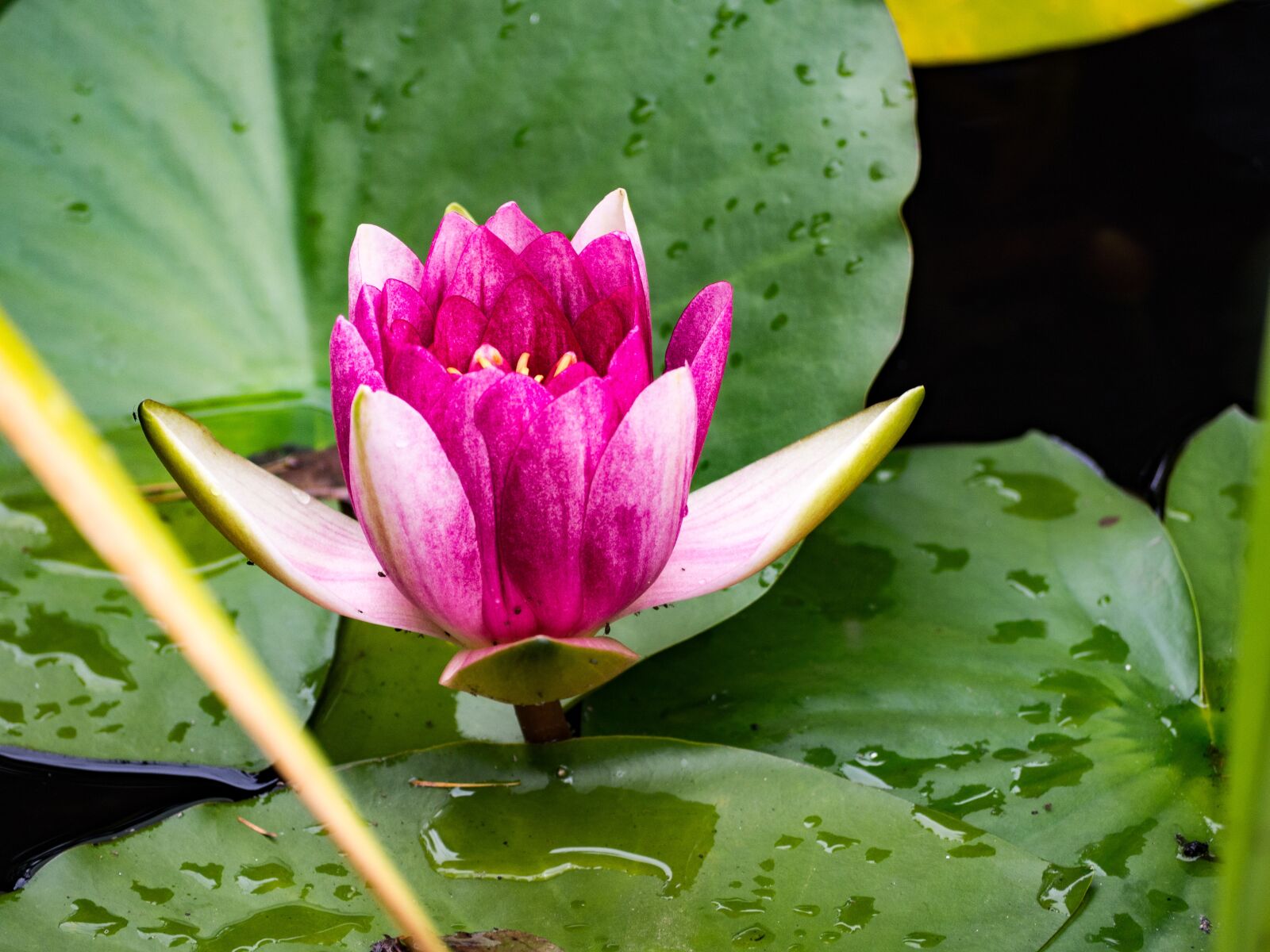 Olympus OM-D E-M10 III + Olympus M.Zuiko Digital ED 40-150mm F4-5.6 R sample photo. Water lily, nymphaea, lily photography