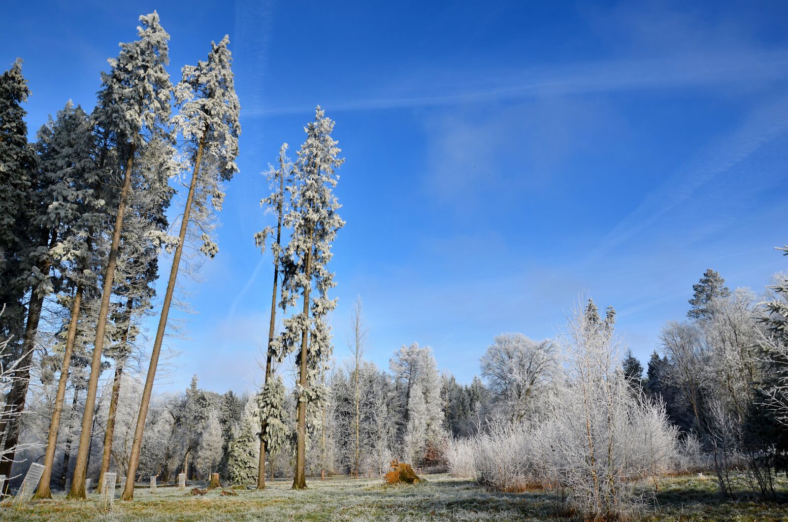 Nikon D5100 sample photo. Frost, forest, winter photography