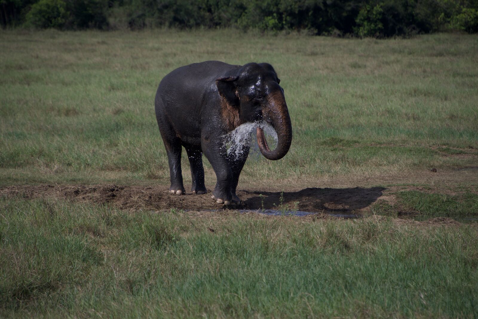 Nikon D500 sample photo. Elephant, drink, nature photography