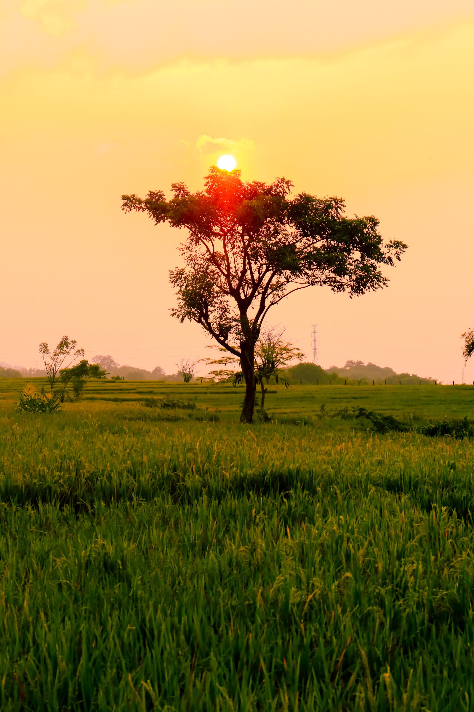 Canon EOS 750D (EOS Rebel T6i / EOS Kiss X8i) sample photo. Tree, nature, sunset photography