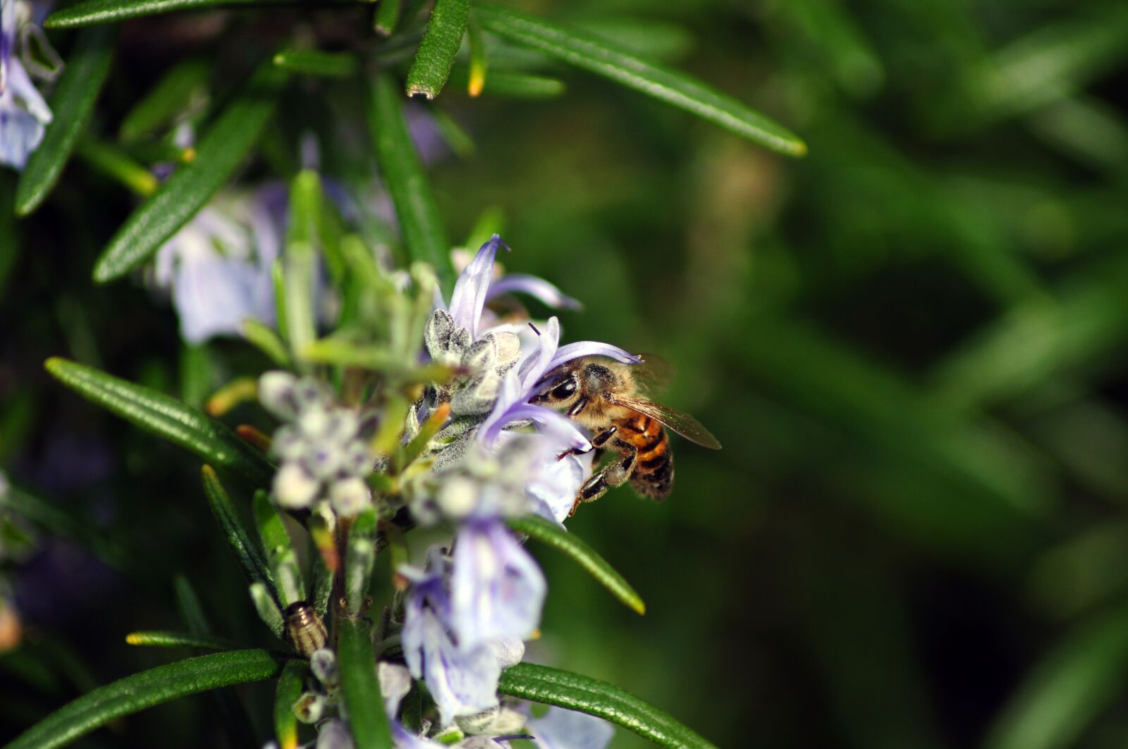 Nikon D5000 sample photo. Bee, flower, rosemary photography