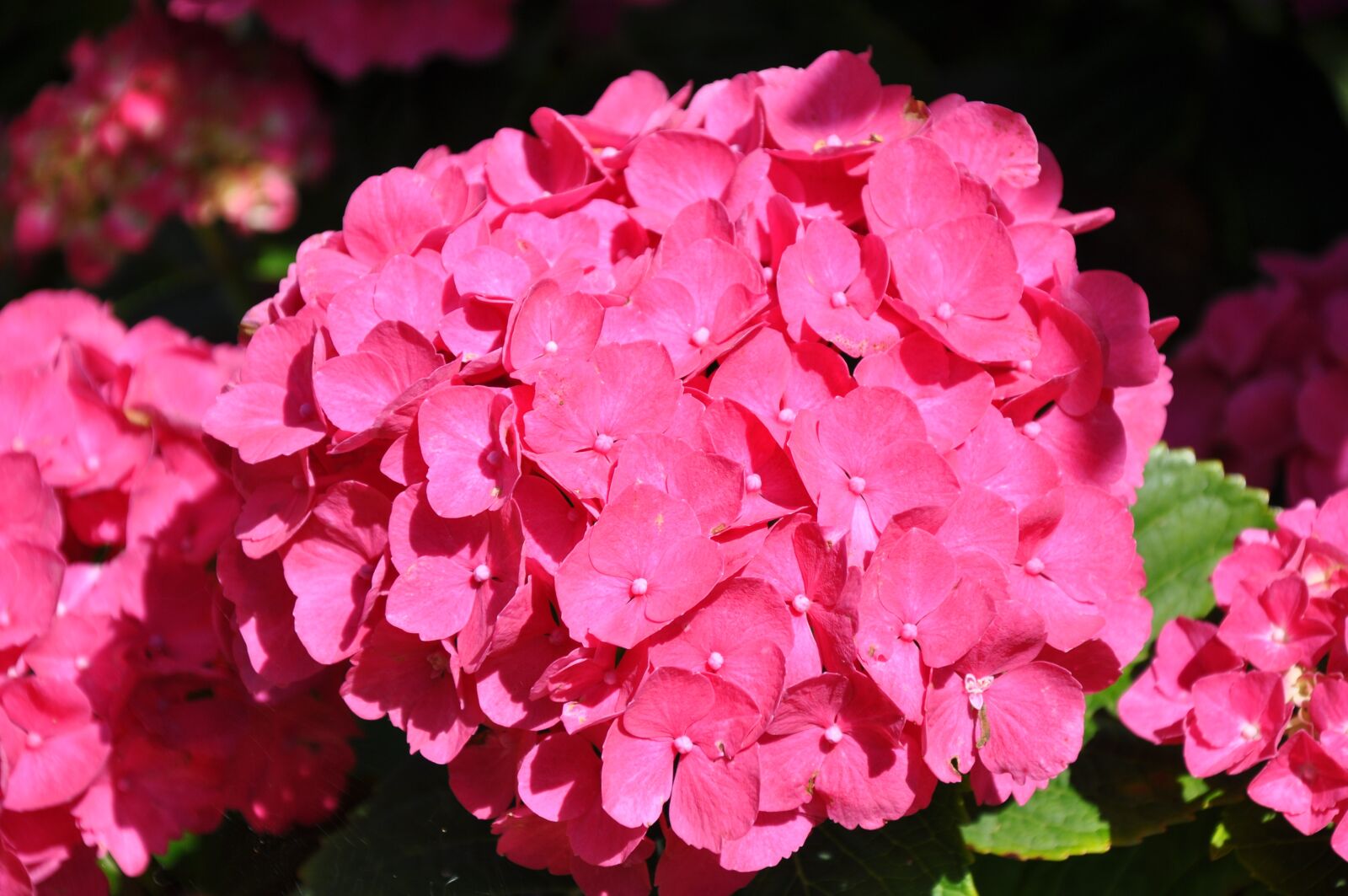 Nikon D90 sample photo. Flower, hydrangea, hydrangea red photography