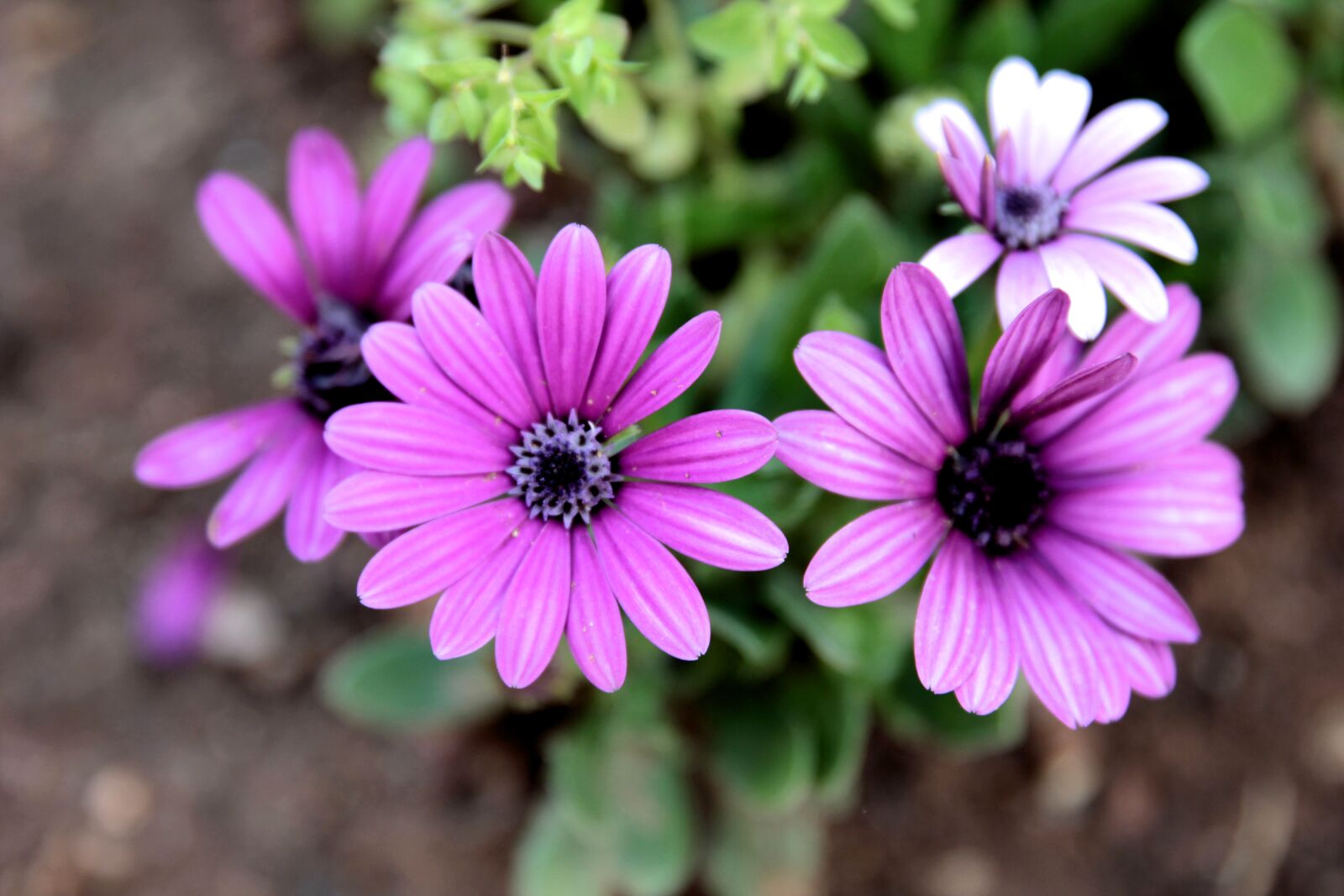 Canon EOS 550D (EOS Rebel T2i / EOS Kiss X4) sample photo. Flower, plant, pink photography