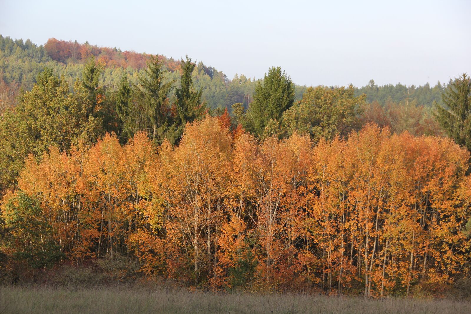 Canon EOS 60D sample photo. Autumn, forest, landscape photography