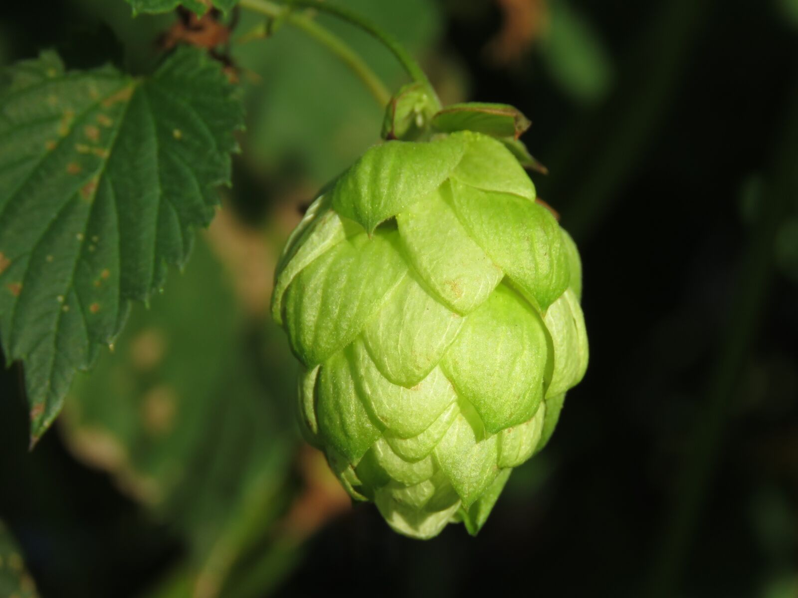 Canon PowerShot SX60 HS sample photo. Hops, leaf, nature photography