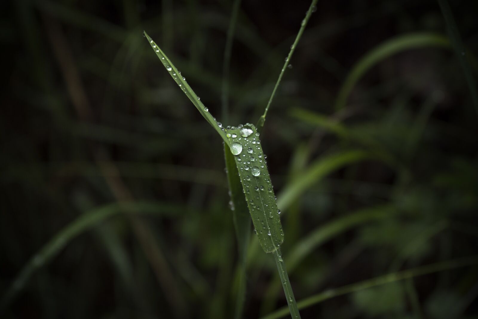 Olympus M.Zuiko Digital ED 12-100mm F4.0 IS Pro sample photo. Plant, drop, drops photography