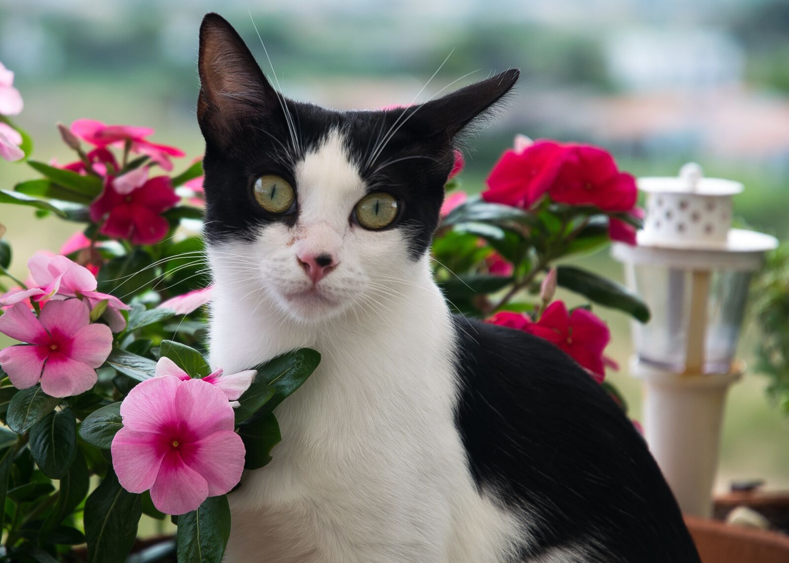 Nikon D5300 sample photo. Nature, flower, cat photography