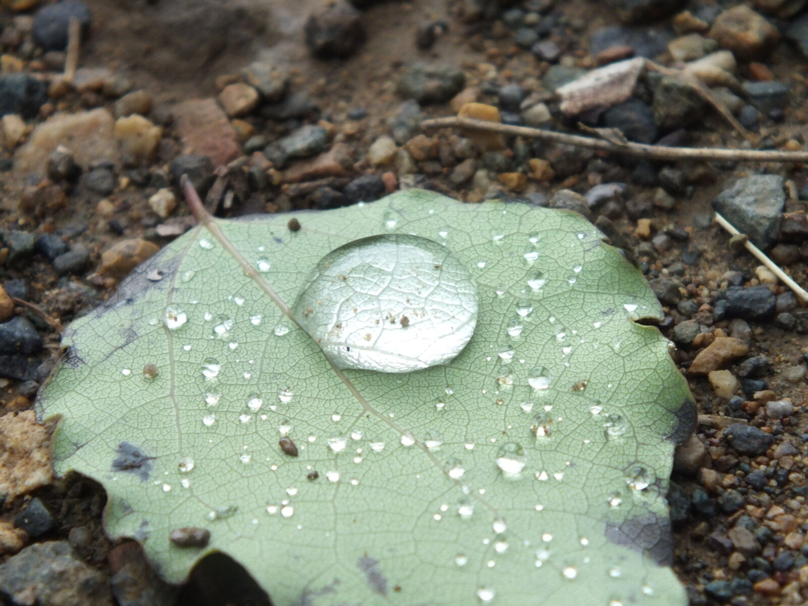 FujiFilm FinePix HS20 EXR (FinePix HS22 EXR) sample photo. Leaf, and, drop, yaprak photography