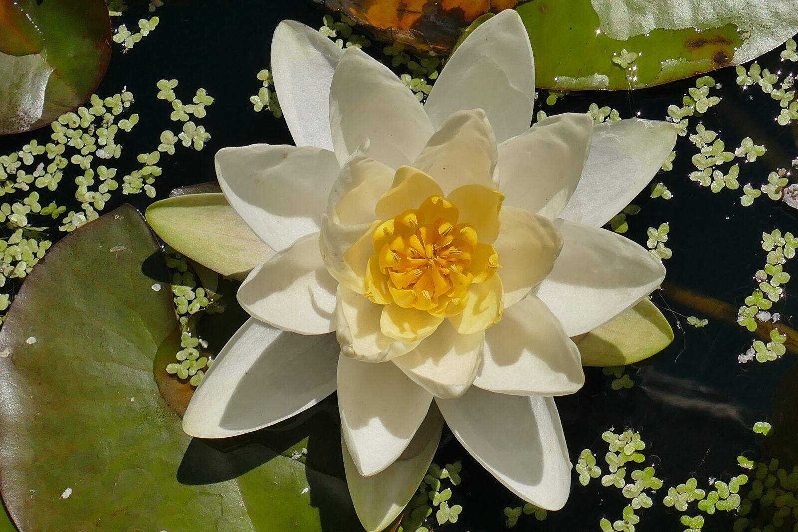Panasonic Lumix DMC-FZ1000 sample photo. Water lily, white, close photography