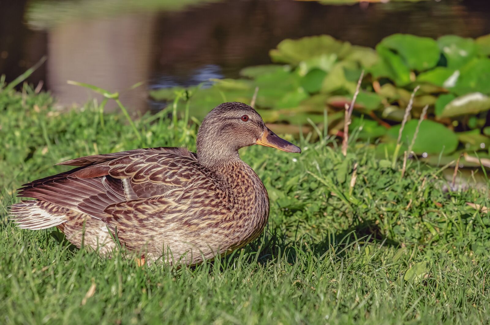 Fujifilm XF 55-200mm F3.5-4.8 R LM OIS sample photo. Duck, mallard, water bird photography