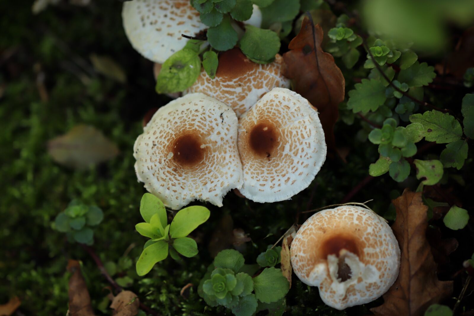 Canon EOS 800D (EOS Rebel T7i / EOS Kiss X9i) sample photo. Mushroom, mushrooms, forest photography