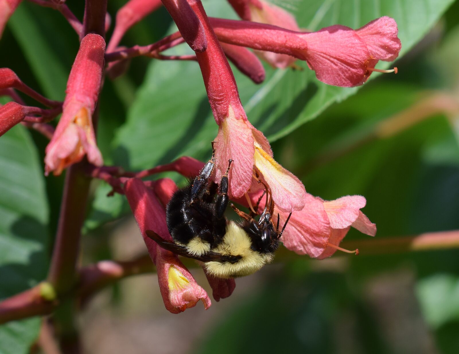 Nikon D3300 sample photo. Bee, chestnut flowers, pollinator photography