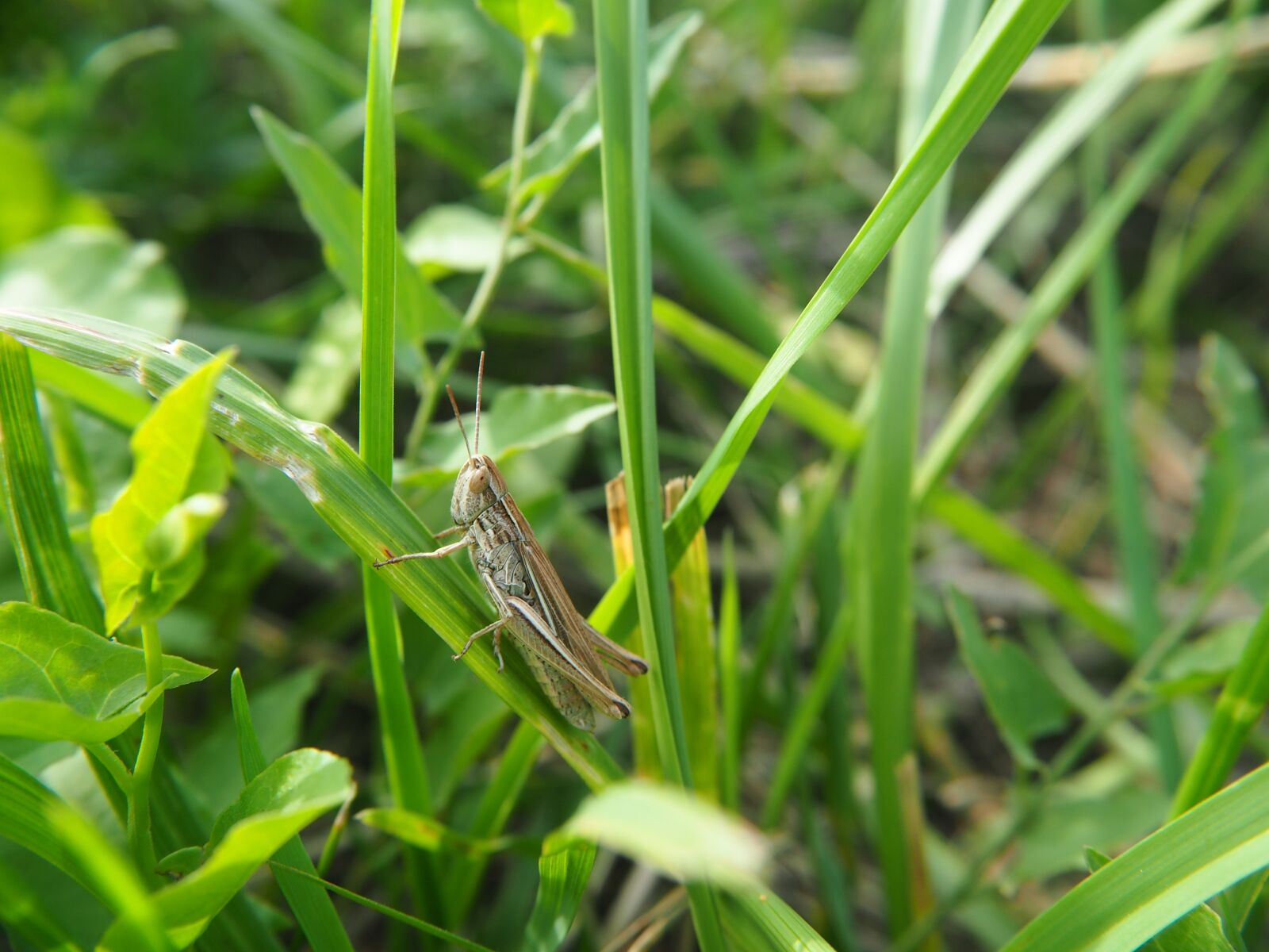 Olympus OM-D E-M10 sample photo. Grasshopper, insect, summer photography