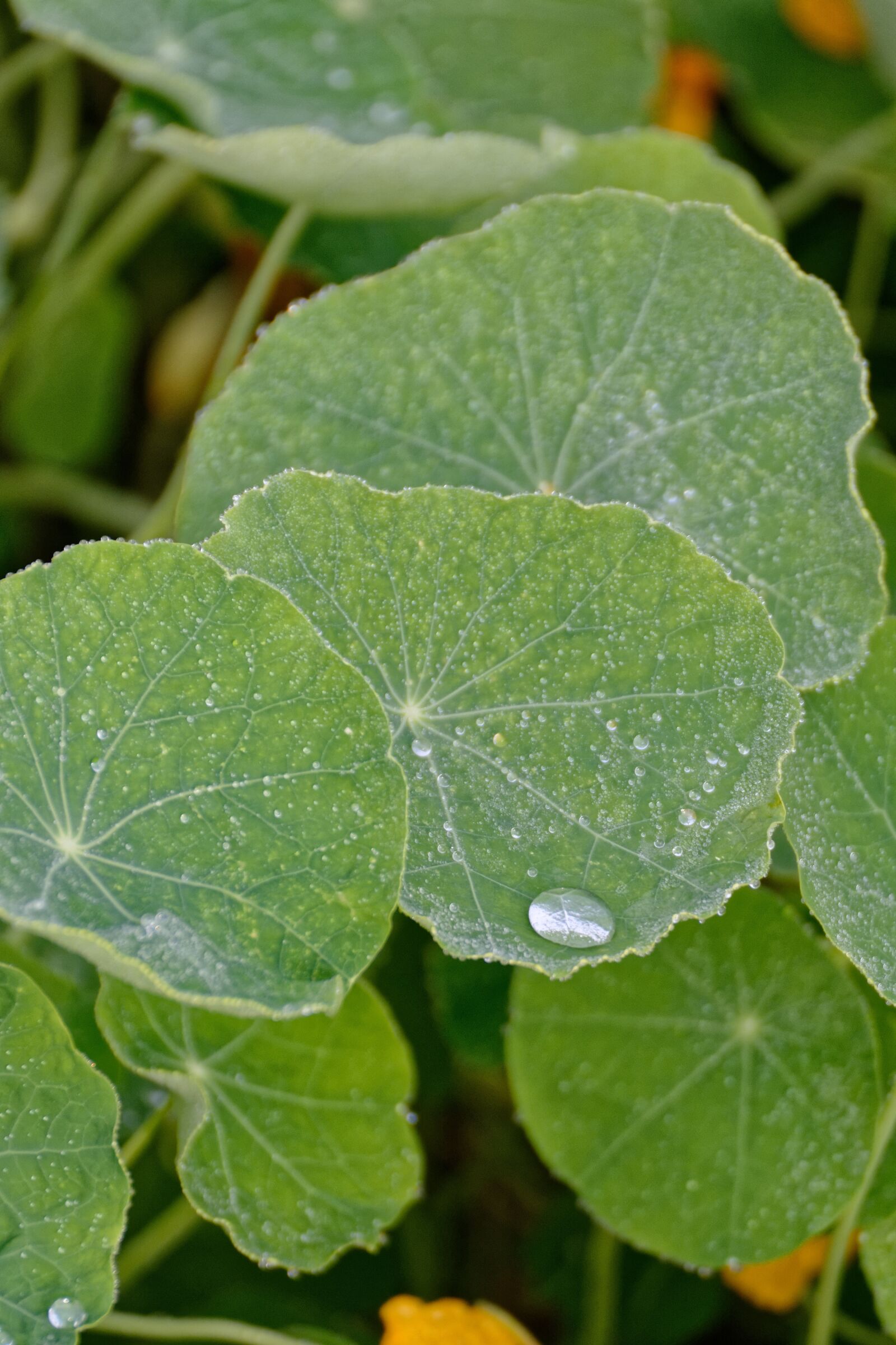 Nikon D5200 sample photo. Nasturtium, nasturtiums, foliage photography