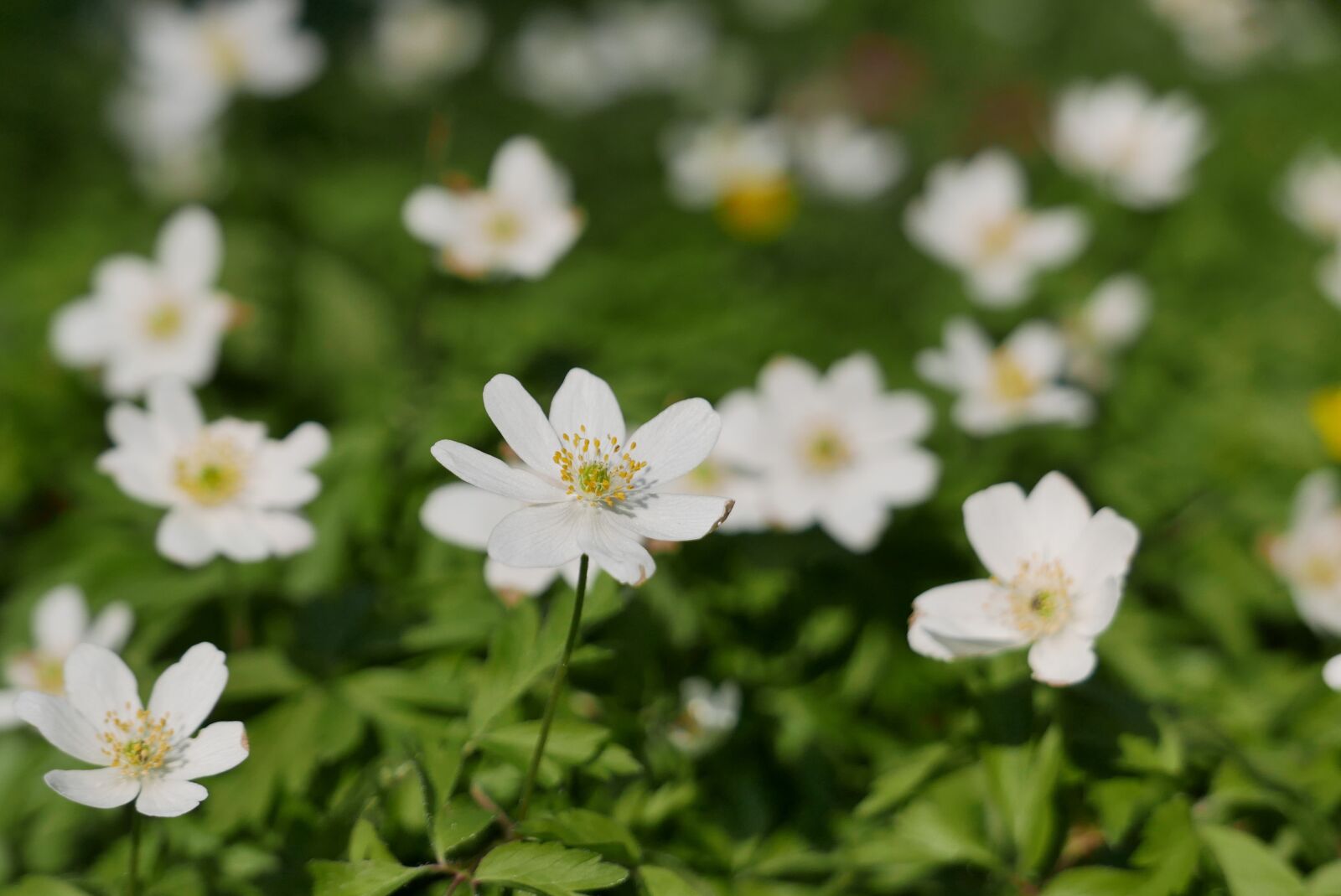 Panasonic Lumix DMC-LX100 sample photo. Wood anemone, spring, nature photography