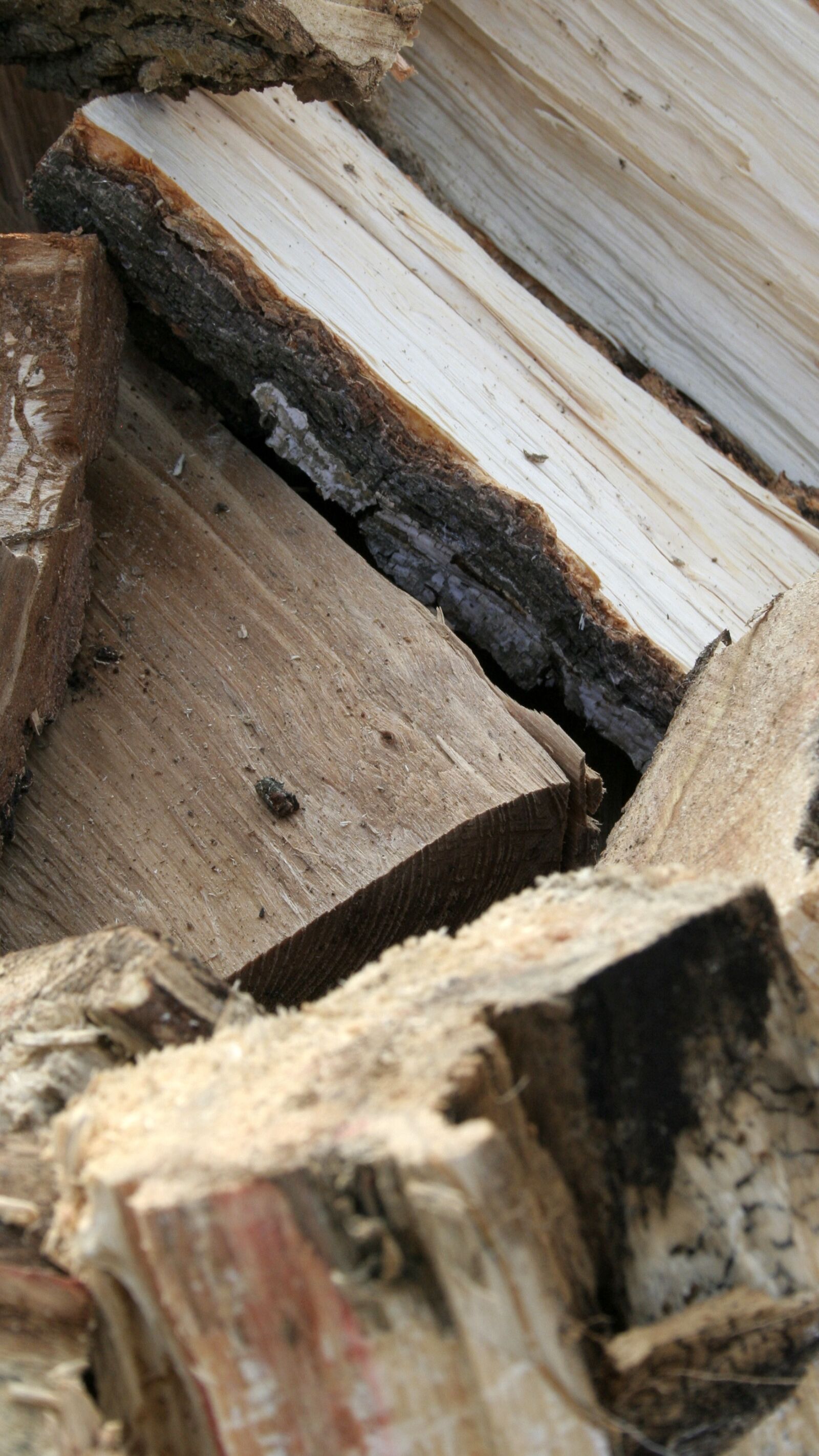 Canon EOS 350D (EOS Digital Rebel XT / EOS Kiss Digital N) sample photo. Tree, stack, wood photography