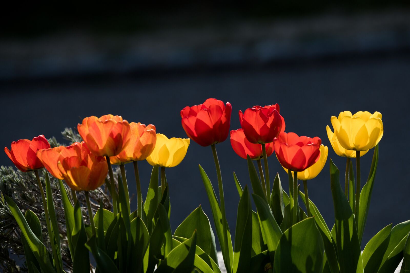 Canon EOS 6D Mark II sample photo. Tulips, flowers, light photography