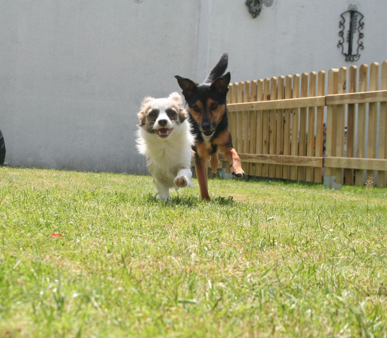 Canon EOS 350D (EOS Digital Rebel XT / EOS Kiss Digital N) sample photo. Dog, male, play photography