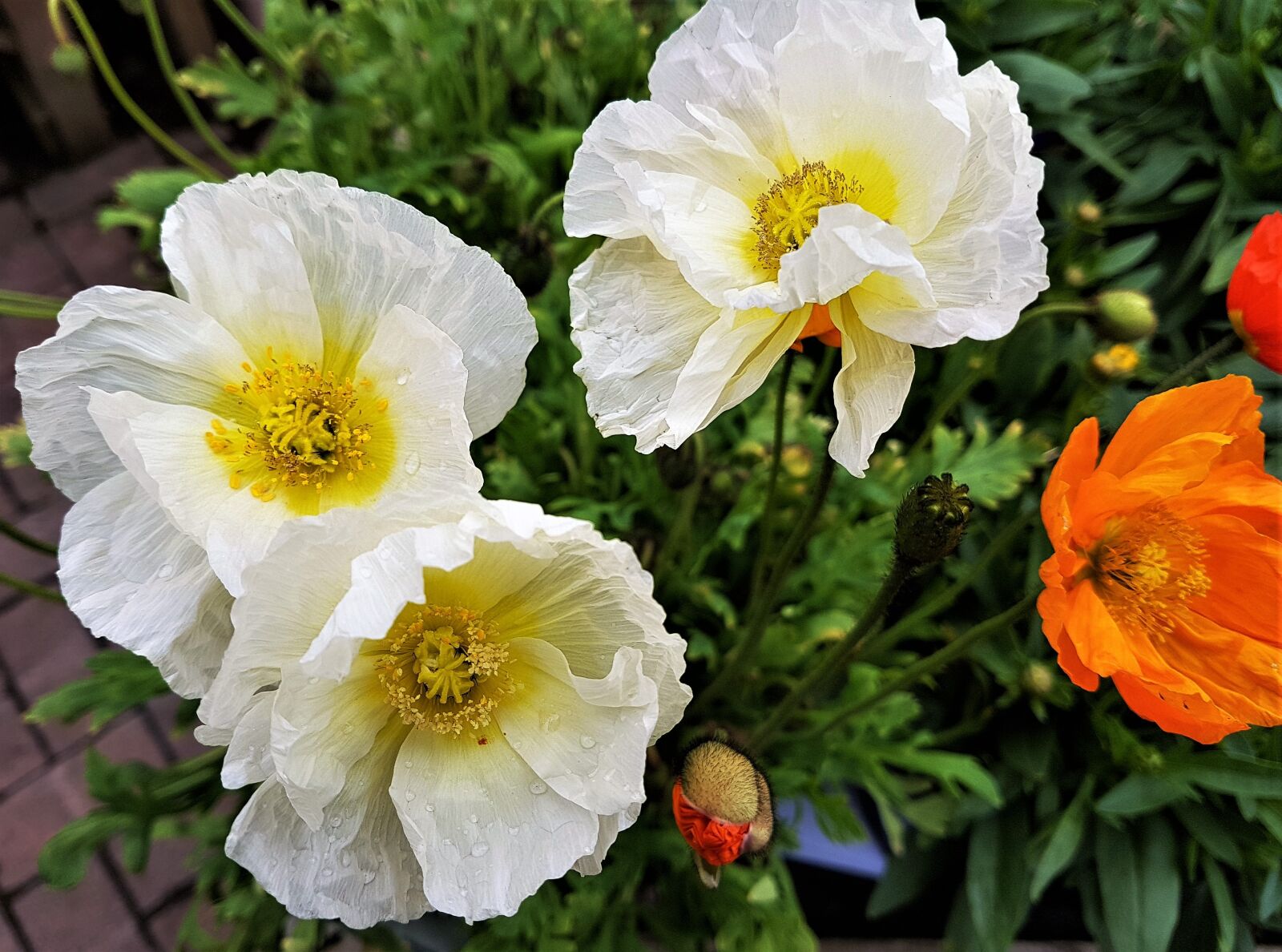 Samsung Galaxy S7 Edge sample photo. Flower, bloom, plant photography