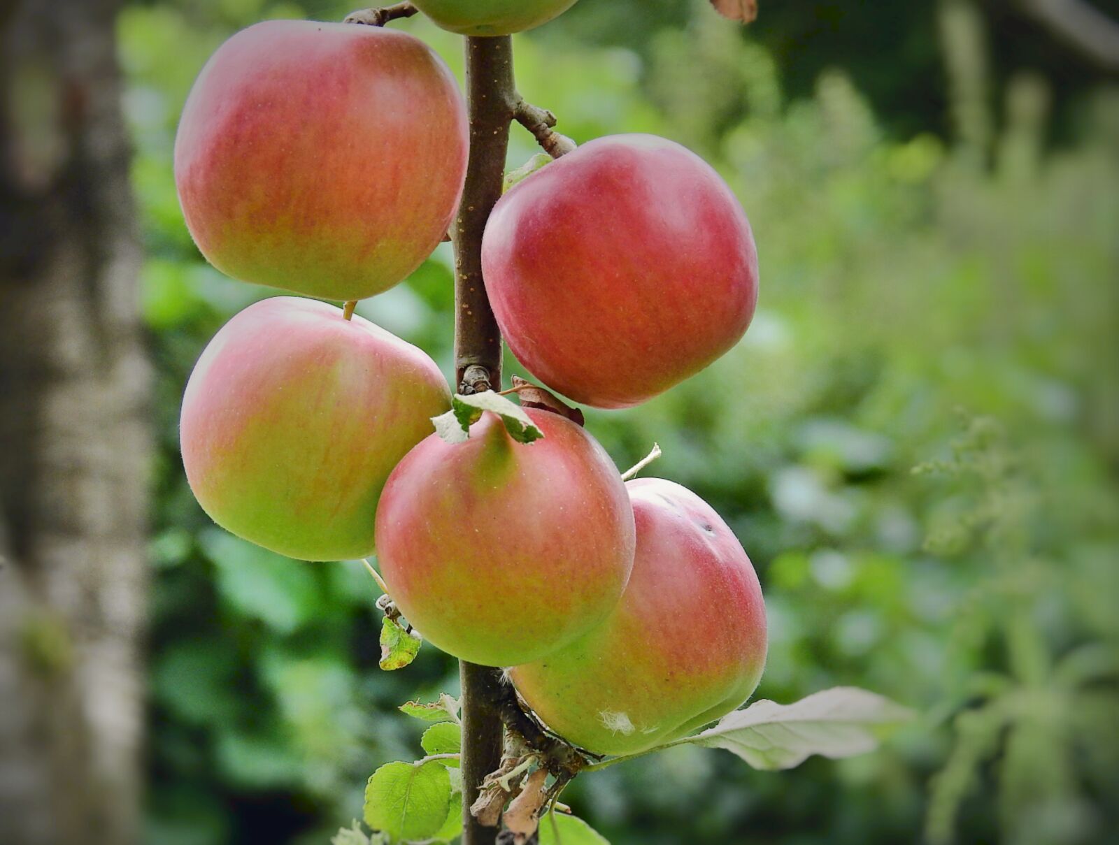 Nikon Coolpix P900 sample photo. Sad, apples, fruit photography