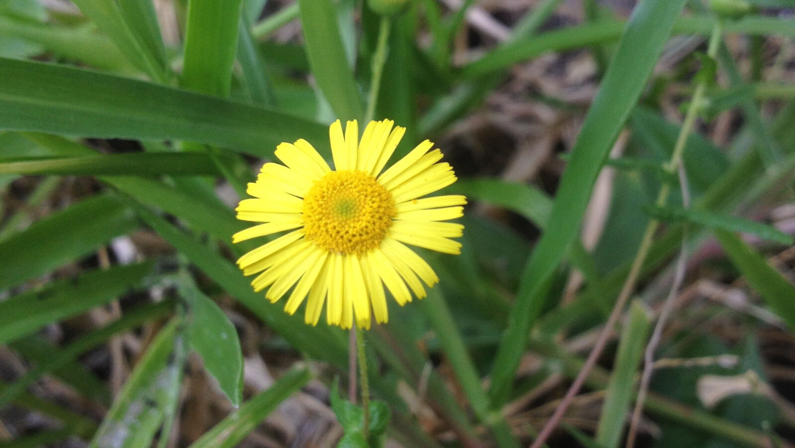 Apple iPhone 4S sample photo