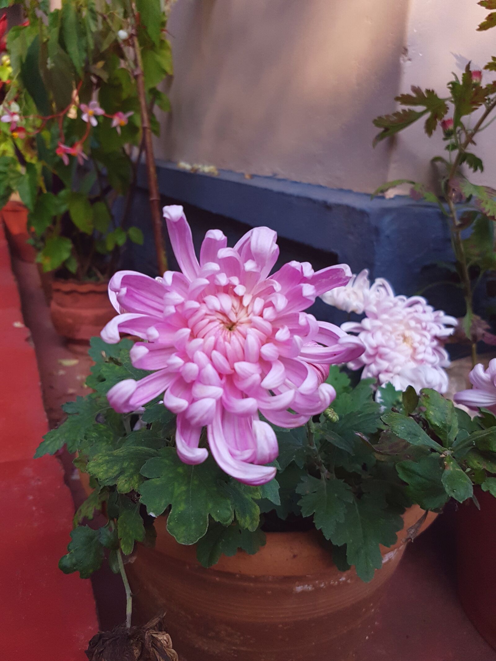 Samsung Galaxy S7 sample photo. Chrysanthemum, potted plants, flowers photography