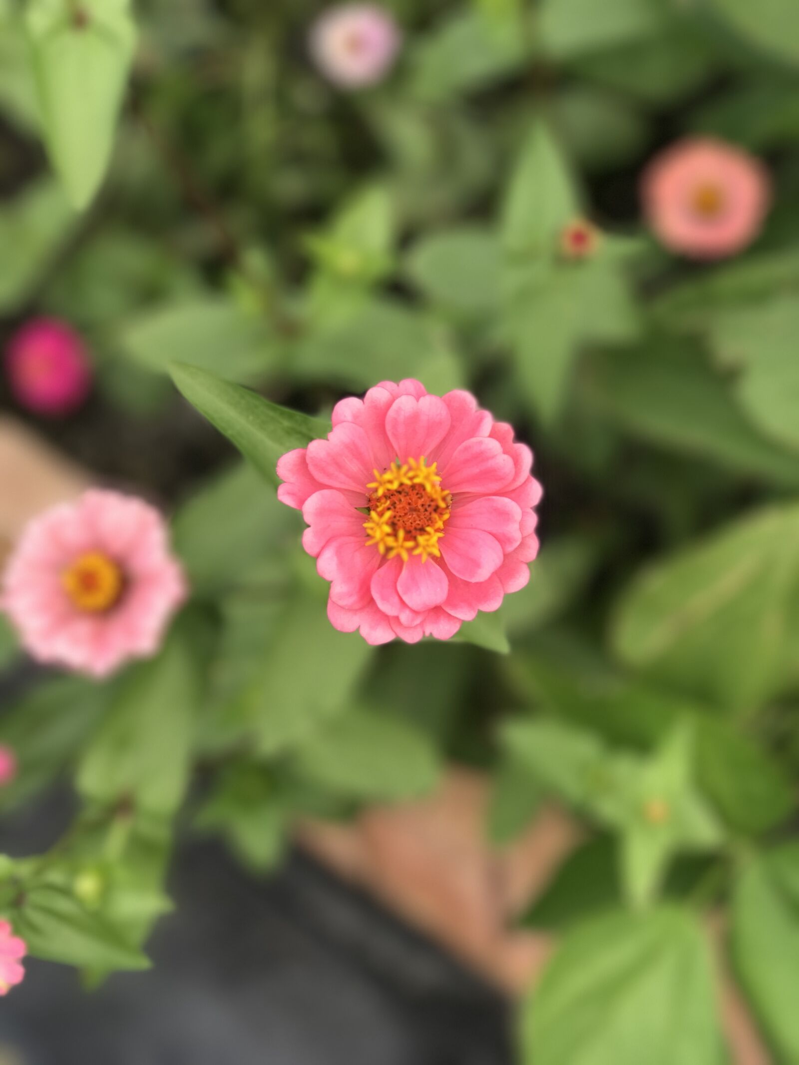Apple iPhone 7 Plus sample photo. Peach, flower, summer photography