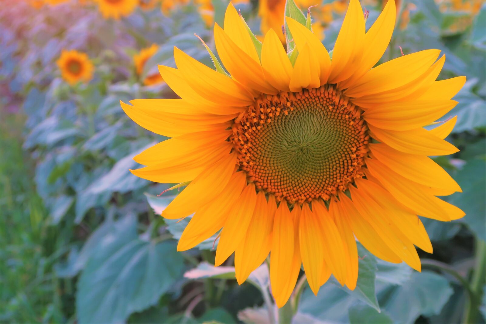 Canon PowerShot G7 X sample photo. Flower, sunflower, plant photography