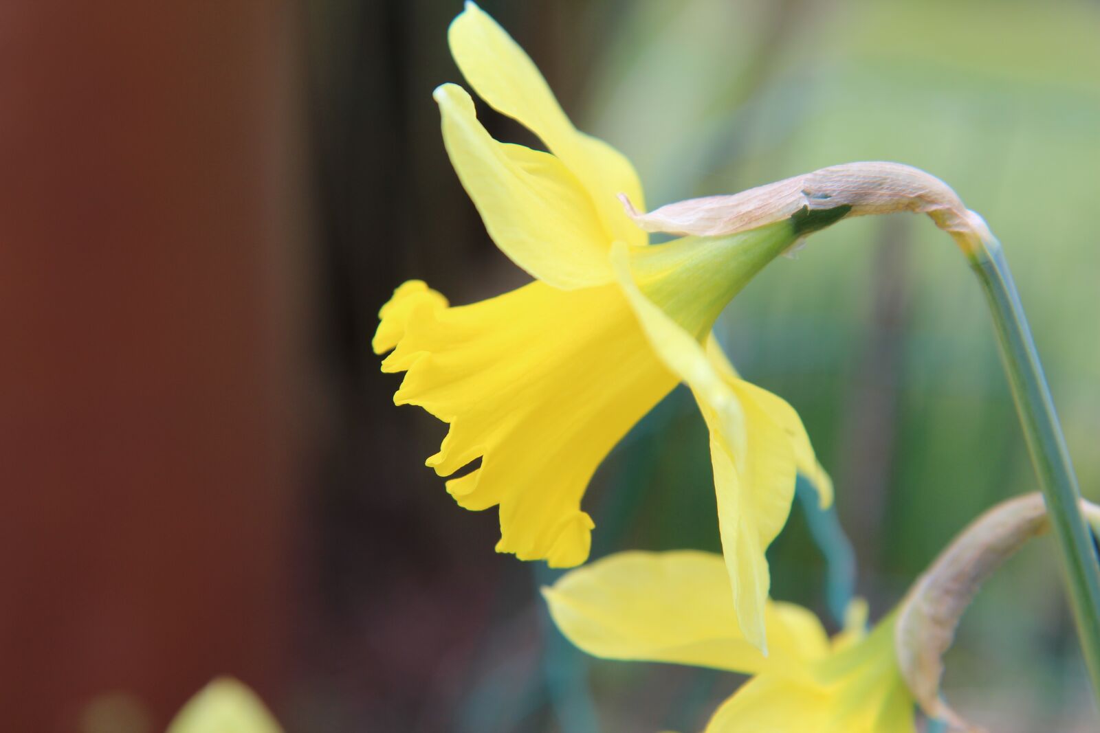 Canon EOS 600D (Rebel EOS T3i / EOS Kiss X5) sample photo. Narcissus, spring, daffodil photography