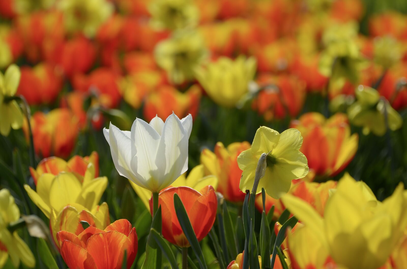 Nikon D7000 sample photo. Spring, flowers, tulips photography