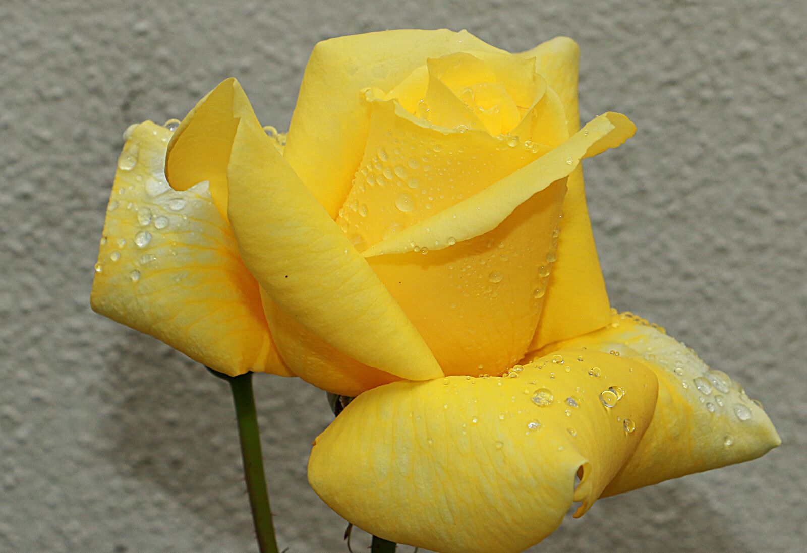 Canon EOS 70D sample photo. Rosa, yellow, yellow roses photography