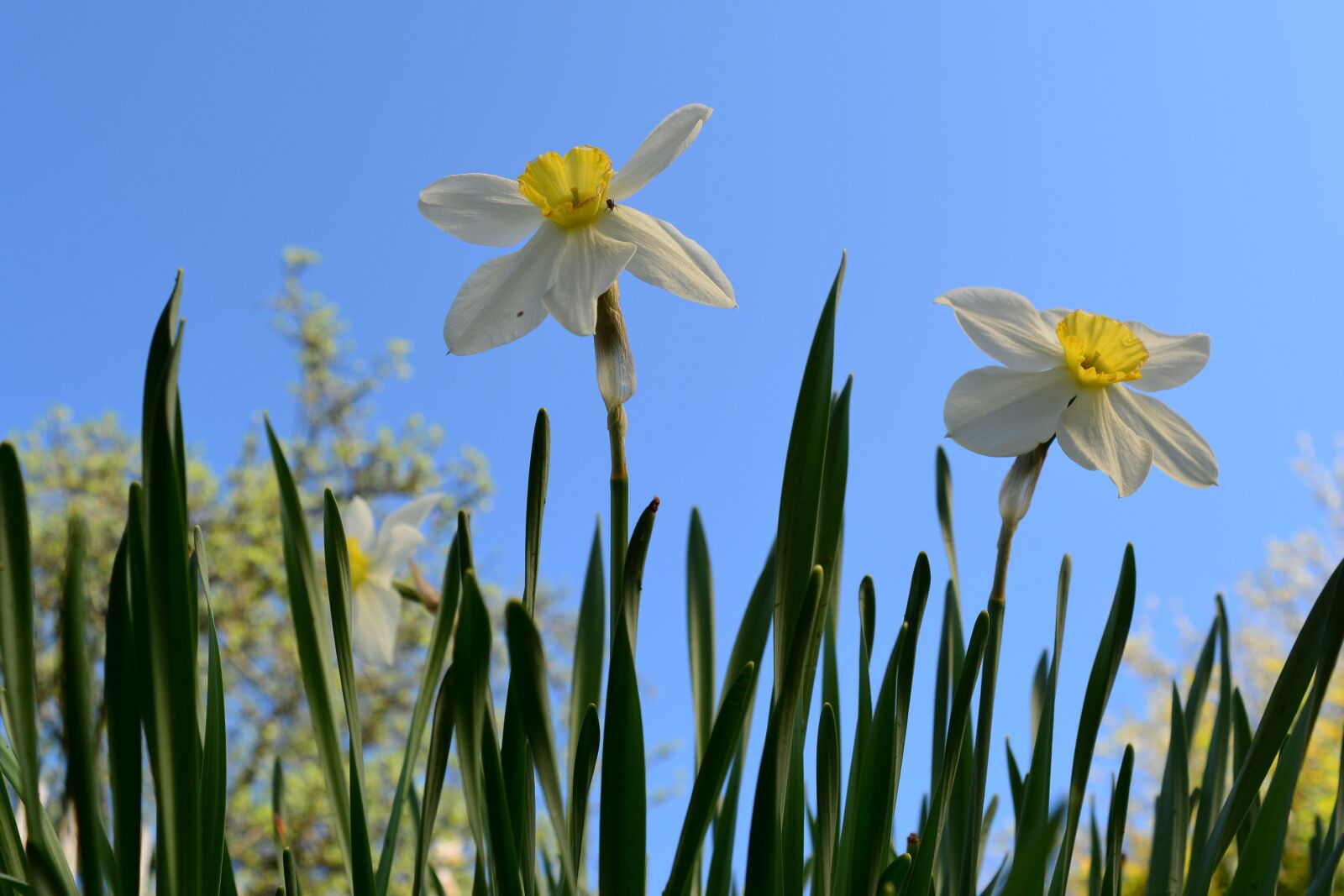 Nikon D5200 sample photo. Narcissus, garden, spring photography